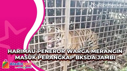Harimau Peneror Warga Merangin Masuk Perangkap BKSDA Jambi