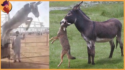 when the kind donkey fight bravely with wild animals