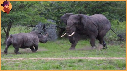 Big Size Battles , see when the biggest animals attack each others
