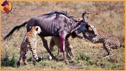 small but smart, scenes when preys escaped from their savage predators
