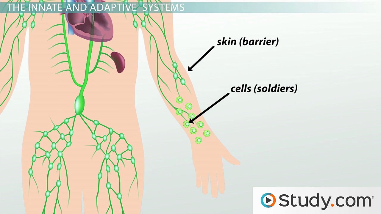 What Is the Immune System- - Our Body's Defense Against Pathogens