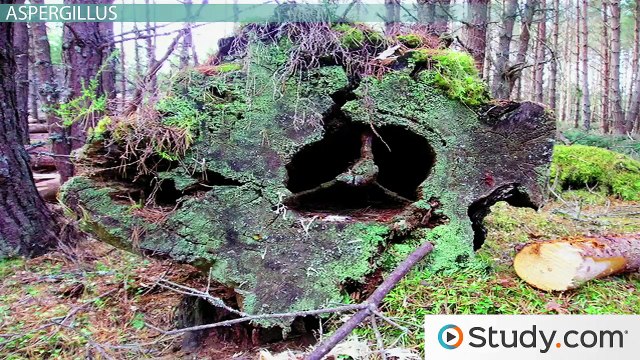 What is Aspergillosis- - Fungal Infections & Symptoms