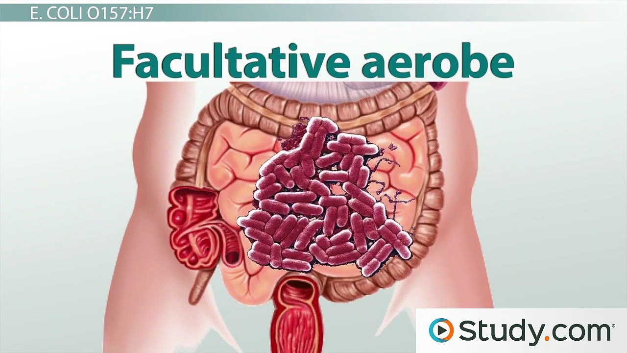 Escherichia Coli Infections- E. coli O157-H7