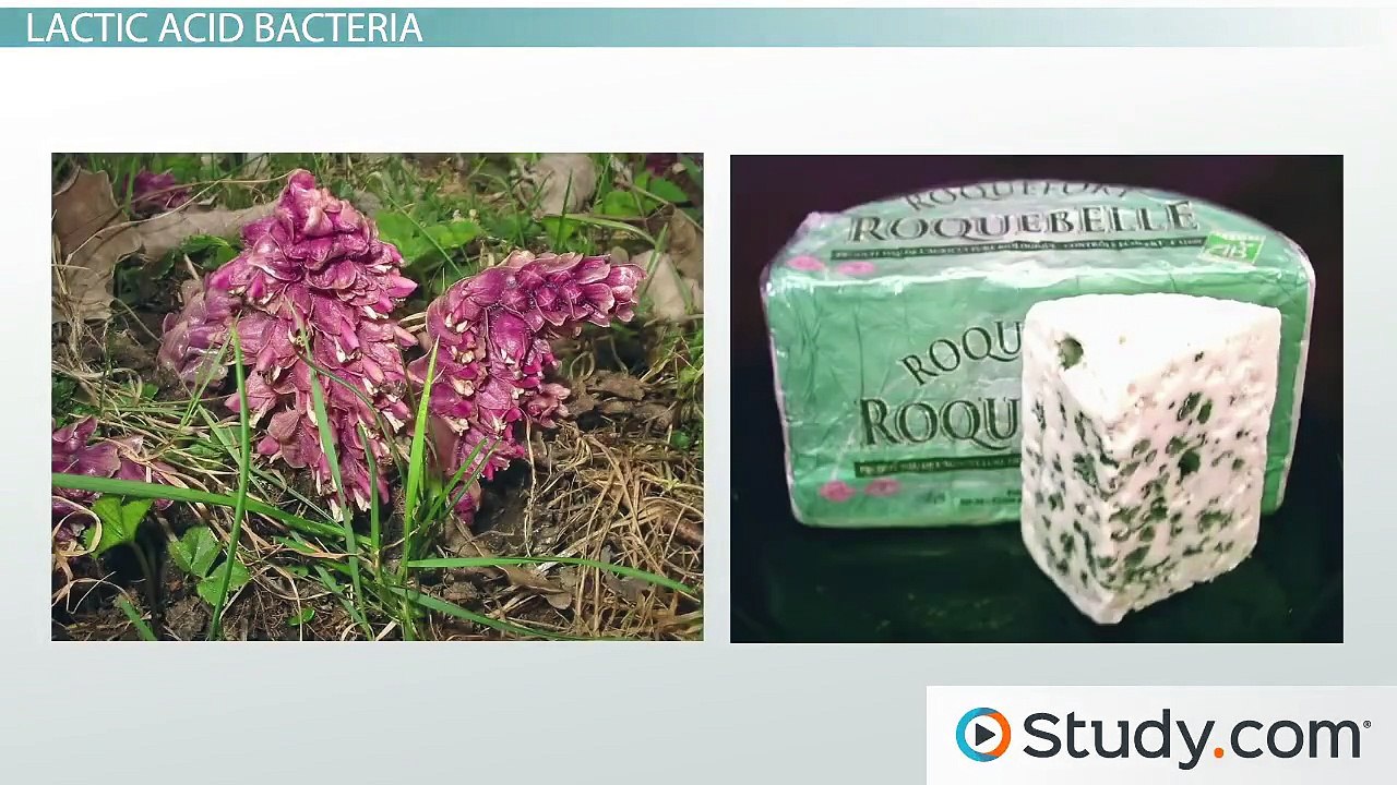 Lactic Acid Fermentation- Using Fermentation to Make Food