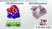 Inhibitors of Protein Synthesis- How Antibiotics Target the Bacterial Ribosome