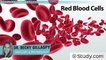 Blood Types- ABO System, Red Blood Cell Antigens & Blood Groups