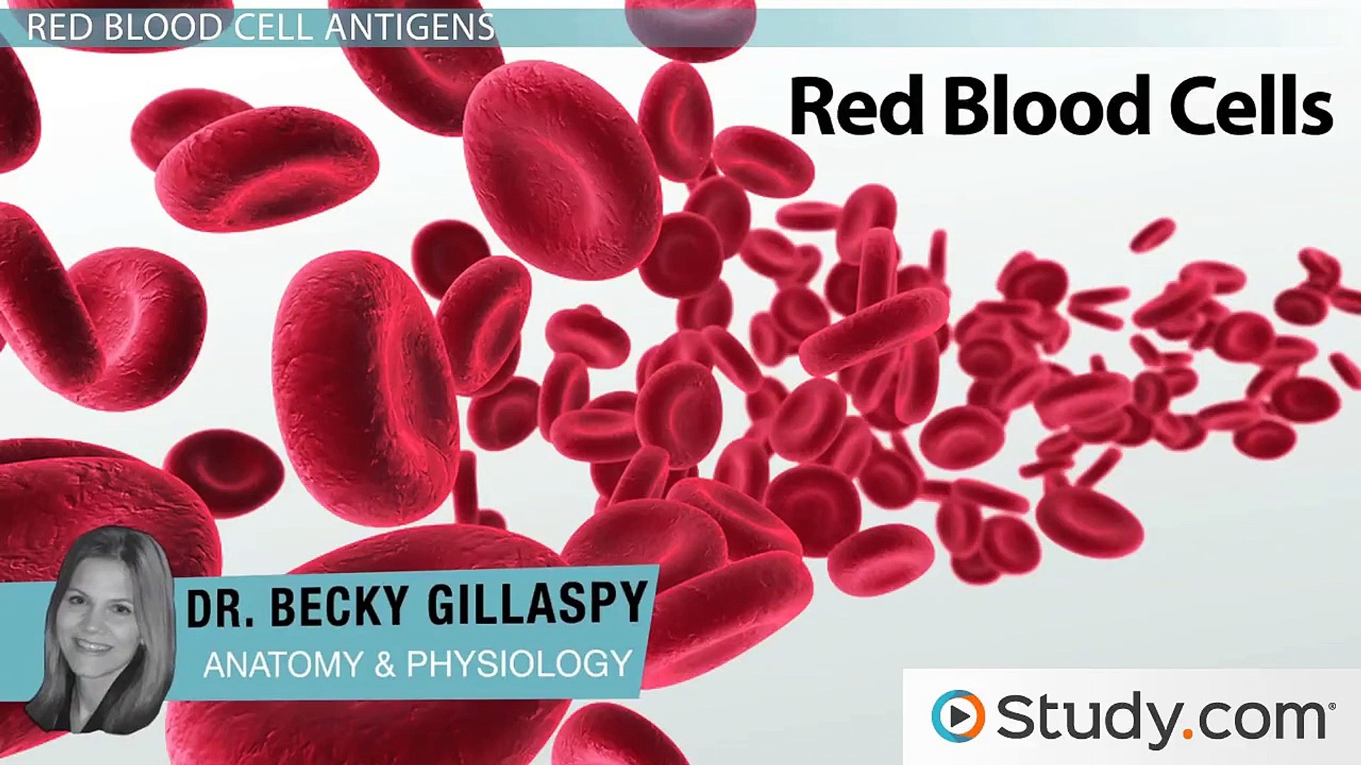 In The Blood: Antigens In Red Blood Cells Determine Human Blood Types, image size:1920x1080