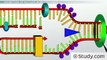 Inhibitors of DNA_RNA Synthesis- How Rifamycins and Quinolones Kill Bacteria