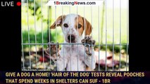 Give a dog a home! 'Hair of the dog' tests reveal pooches that spend weeks in shelters can suf - 1br