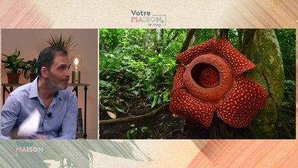 Votre maison, le mag - Eau Pure, Laine Bouclée & Plantes Connectées