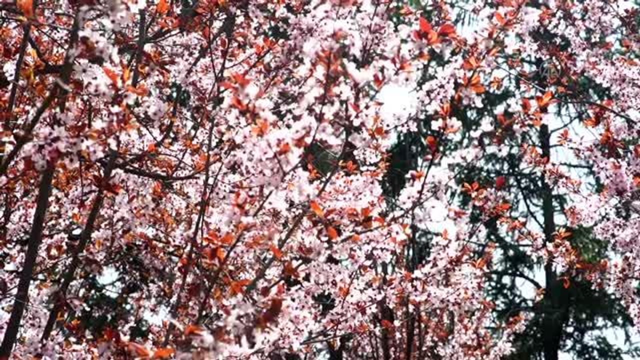 Ankara'da ilkbahar