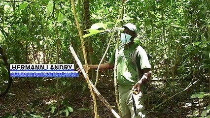 Gabon : protection des gorilles et écotourisme, un cercle vertueux