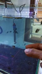 FEEDING EXPENSIVE FISH