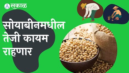 Soyabean Rate | सोयाबीनमधील तेजी कायम राहणार  | Sakal |