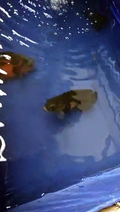 GIANT OSCAR FISH