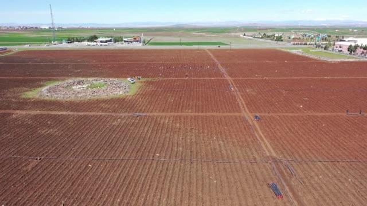 DİYARBAKIR - Milyonlarca kurutmalık domates fidesi toprakla buluşuyor