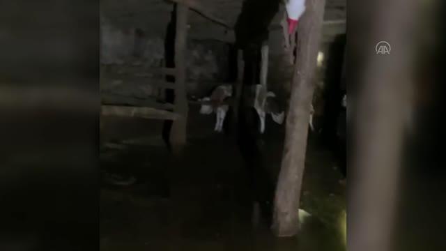 Perisu Çayı'nın taşması sonucu ahır ve bahçeleri su bastı