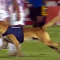 Cachorro Policial invade gramado, rouba a bola e paralisa final de campeonato