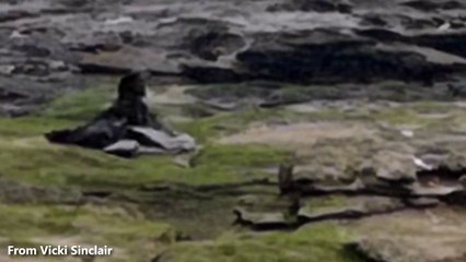 Trapped seal at Newbiggin