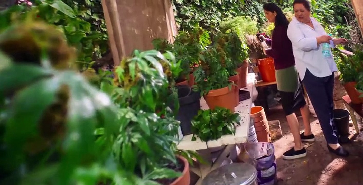 The House of Flowers S01 E10 video Dailymotion