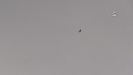 "Cambaz kartal" Türkiye'de ikinci kez Sinop'ta görüntülendi