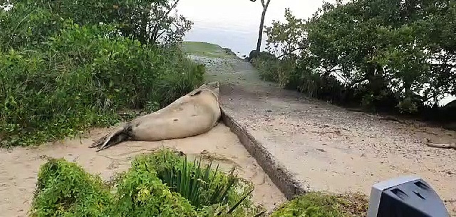 Elefante-marinho descansa em praia de Santa Catarina