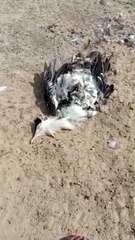 Video: करंट ने ली एक और राज्य पक्षी की जान
