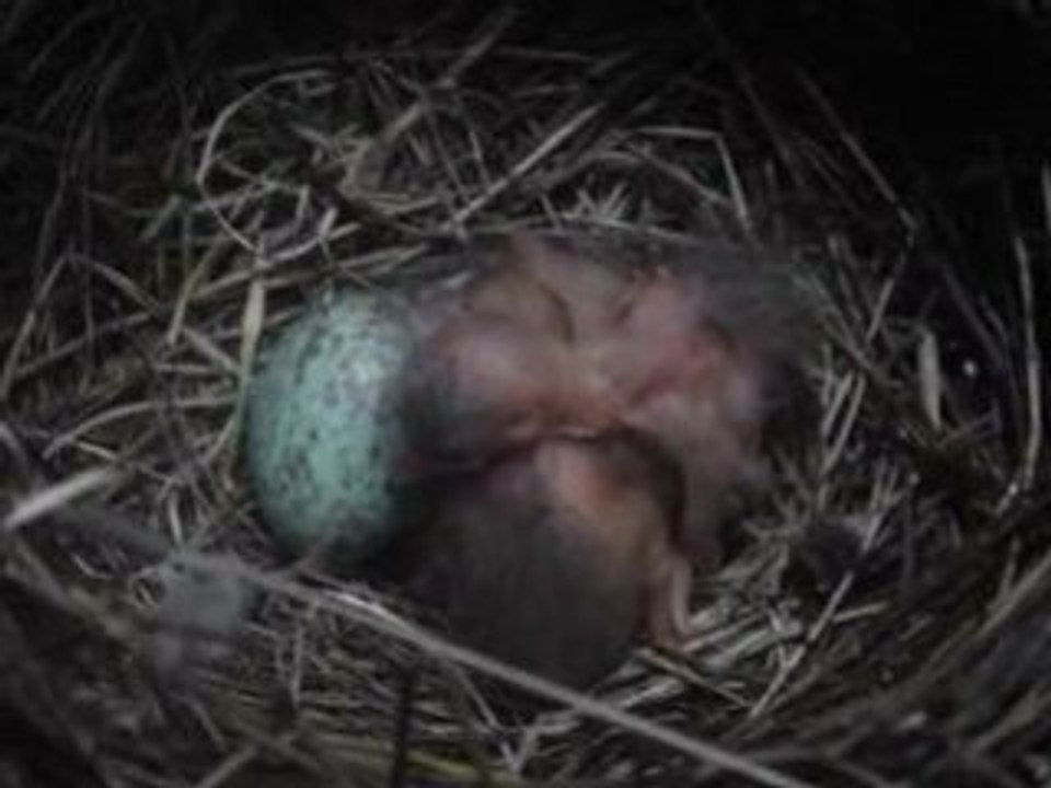 Petit oiseaux