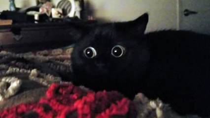 Wide Eyed Kitty is Mesmerized