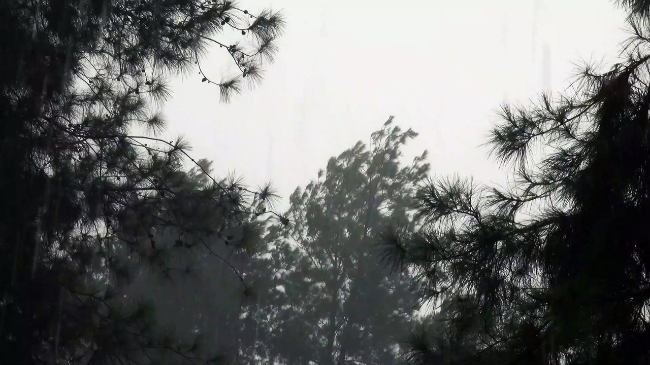 TREES SWAYING INTHE WIND  Swaying in the Wind on a Stormy Day