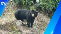 Videos muestran acercamientos entre osos y seres humanos
