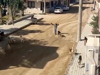 Sürü halinde gezen köpeklerin vatandaşa saldırı anı kamerada