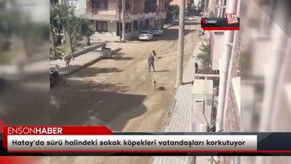 Hatay'da sürü halindeki sokak köpekleri vatandaşları korkutuyor