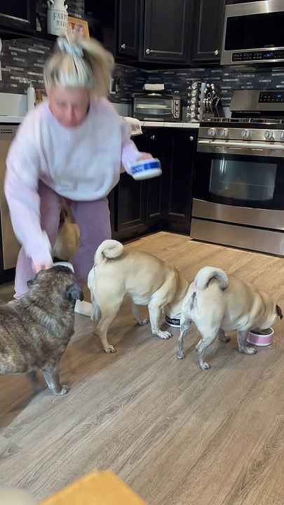 Pug Jumps in Excitement
