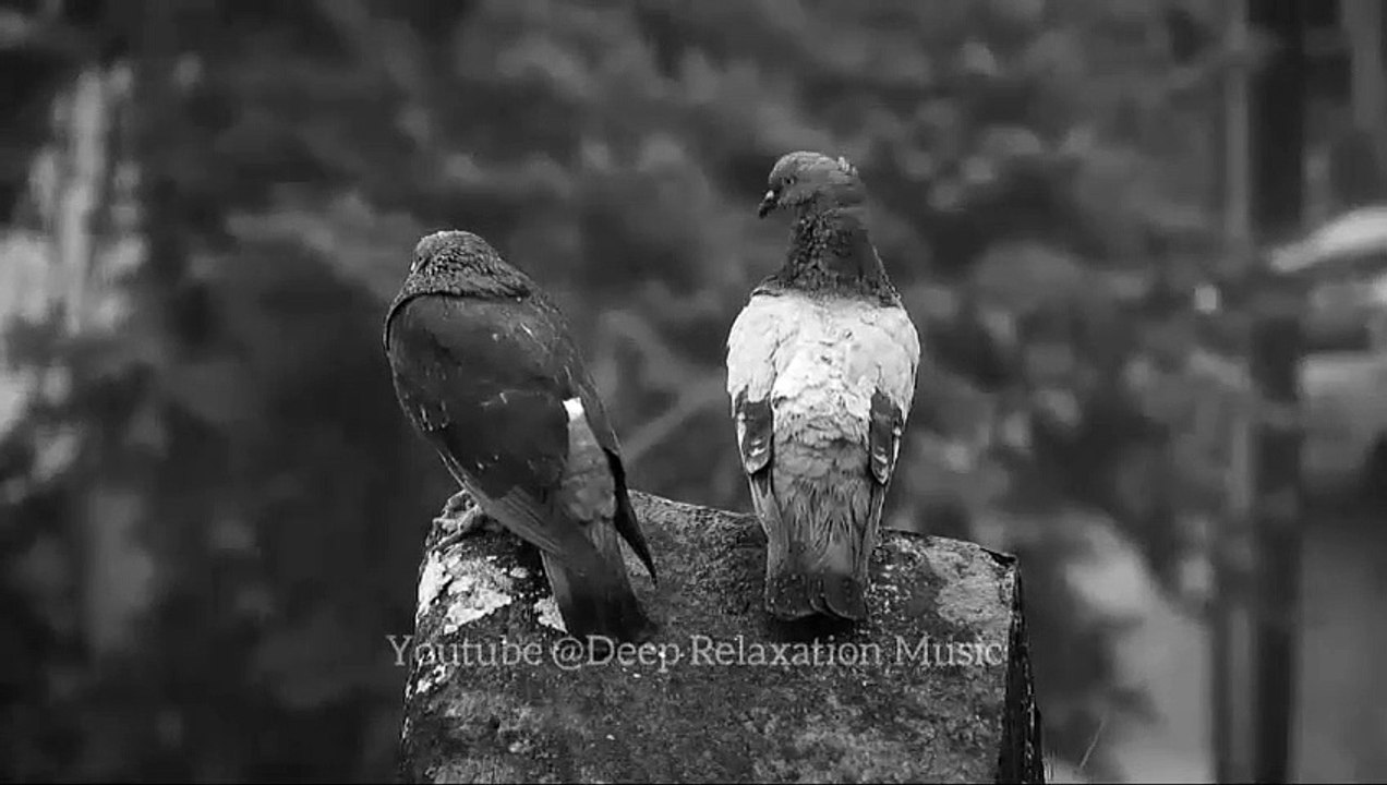 Beautiful Relaxing Music for Study: Affirmation Music, Calming Music, Yoga Music, Relaxation, Deep Sleep Music