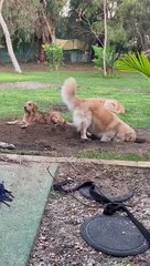 Digging Dog Buries Buddies