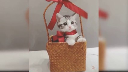 Baby Cats - Cute and Funny Cat Videos Compilation  Aww Animals