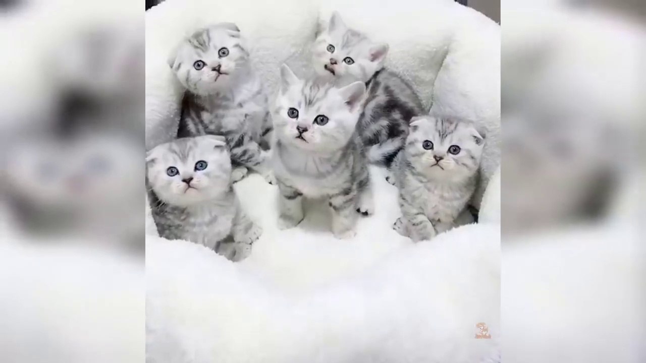 Baby Cats - Cute and Funny Cat Videos Compilation Aww Animals