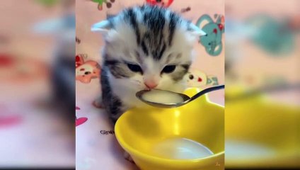 Baby Cats - Cute and Funny Baby Cat Videos Compilation
