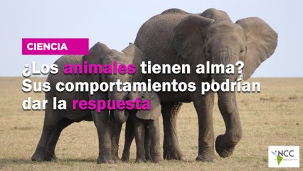 Download Video: ¿Los animales tienen alma? Sus comportamientos podrían dar la respuesta