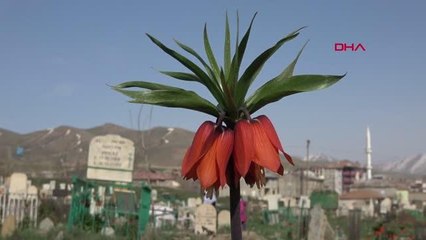 BİR AYLIK ÖMÜRLERİ OLAN TERS LALELER YÜKSEKOVA'DA ÇİÇEK AÇTI