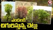 Trees Blooming Bright in Summer Season At Adilabad Forest | V6 News