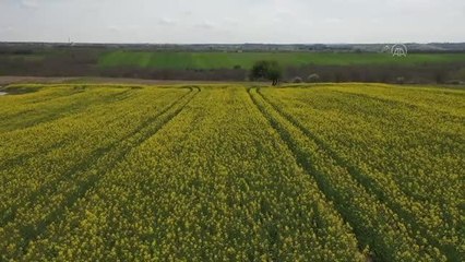 Tekirdağ'da çiçek açan kanolalar tarlaları sarıya bürüdü