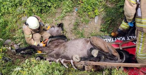 Avcılar'da itfaiyeden at ve martı kurtarma operasyonu