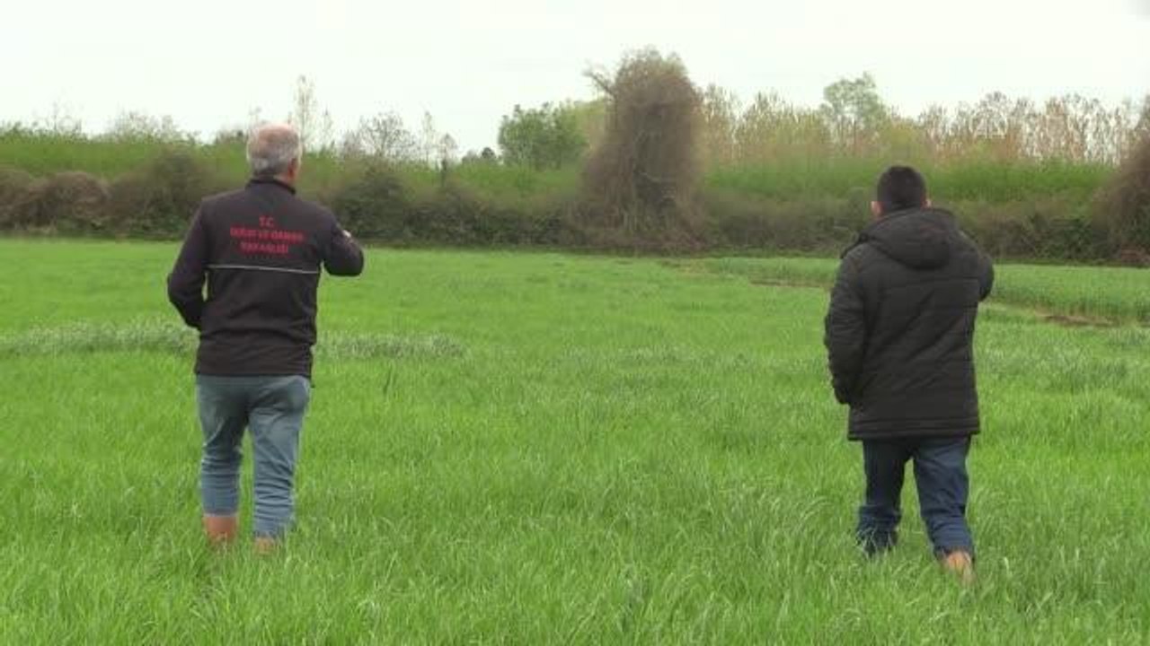 Efsane güreşçi Yaşar Doğu'nun lakabı "Koca Yaşar" yerli çim çeşidine verildi
