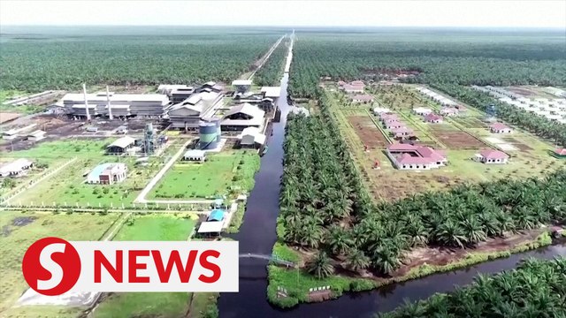 Indonesia bans palm oil exports