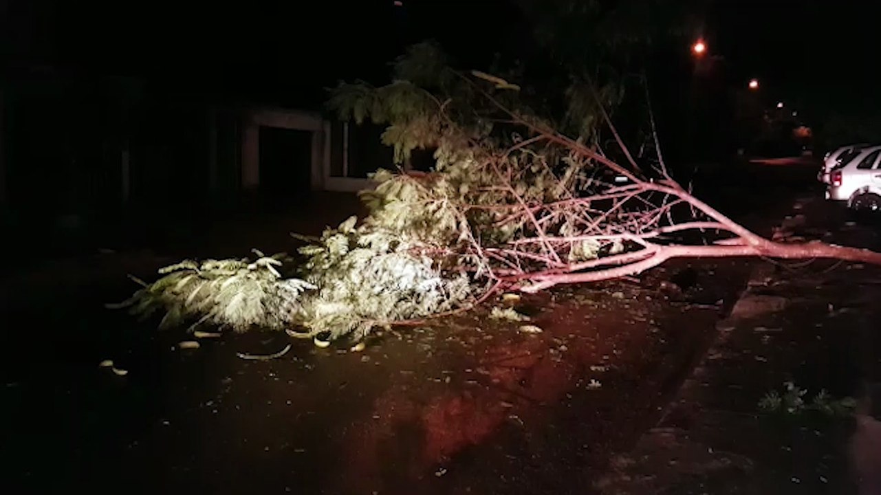 Por conta dos fortes ventos, árvore cai e interdita via