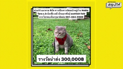 หมาหาย แมวหาย สัตว์เลี้ยงหาย มีขั้นตอน ทำยังไงได้บ้าง? l SPRiNGสรุปให้