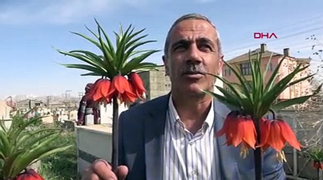 Bir aylık ömürleri olan ters laleler çiçek açtı