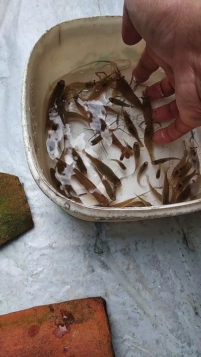 RIVER FISH